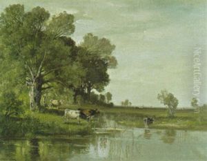 Kuhe An Der Tranke Im Seichtem Wasser Eines Teiches
