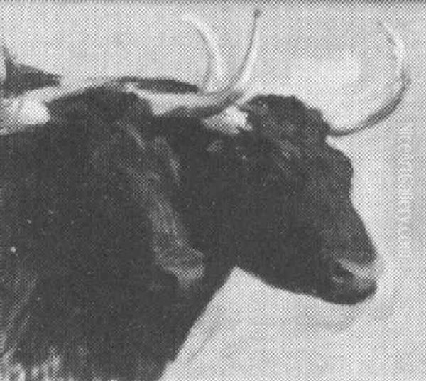 Oxen - view 1