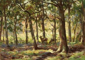 Deer In Sunlight Copse