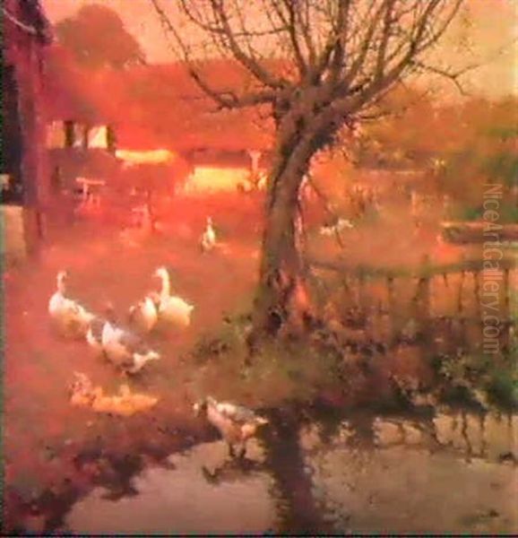Ducks In A Farmyard At Sunset - view 1