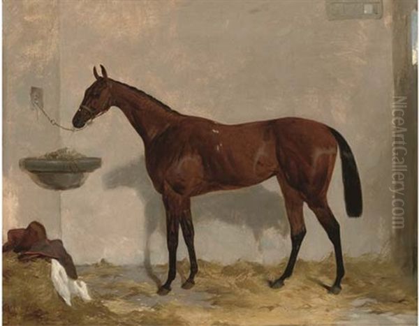 A Tethered Bay Mare In Her Stable - view 1