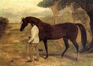 "irish Birdcatcher" Led By A Groom