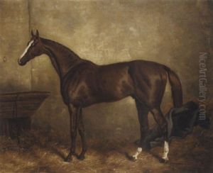 "prince Charlie" In A Stable "prince Charlie" In A Stable