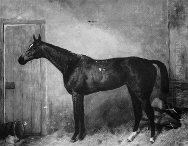 "lady Golightly", A Bay Racehorse In A Stable - view 1