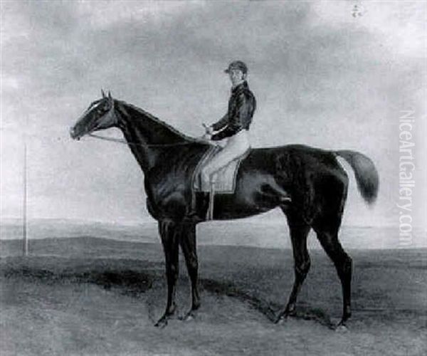 Bay Hunter With Jockey Up - view 1