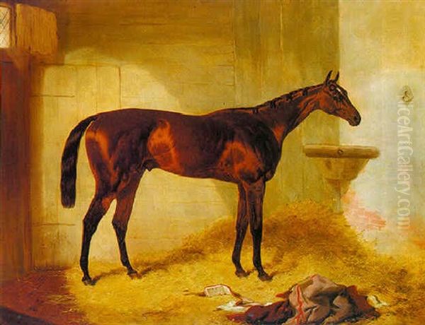 "surplice", A Bay Racehorse In A Stable - view 1