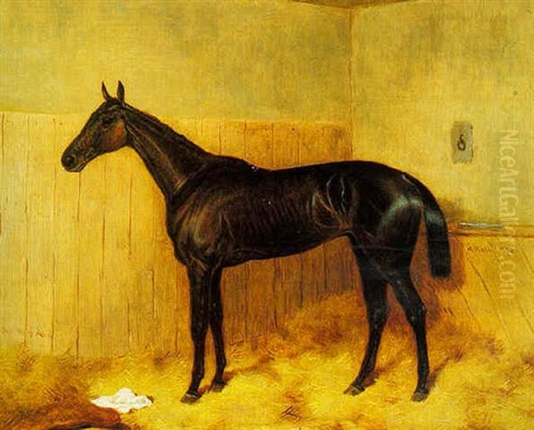 "our Mary Ann", A Dark Bay Racehorse In A Stable - view 1