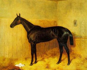 "our Mary Ann", A Dark Bay Racehorse In A Stable