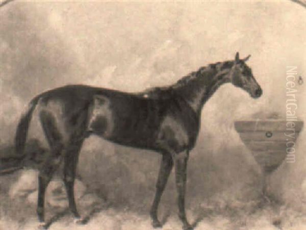 Favonius, A Chestnut Hunter In A Loosebox - view 1