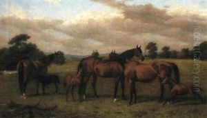 Lord Falmouth's Mares And Foals In Mereworth Park, Kent