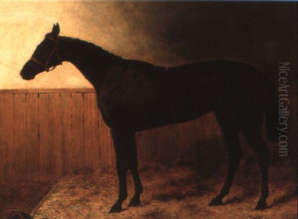 A Chestnut Racehorse In A Loose Box - view 1