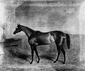 A Chestnut Racehorse In A Loose Box A Chestnut Racehorse In A Loose Box