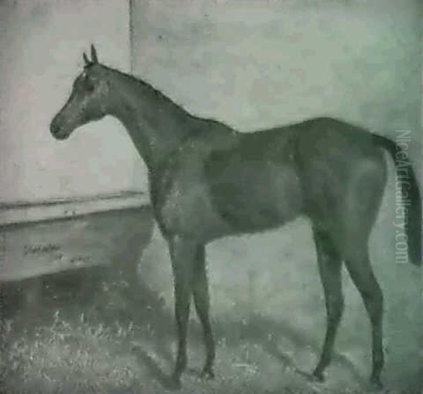 Gladiateur: A Bay Hunter In A Loose Box - view 1