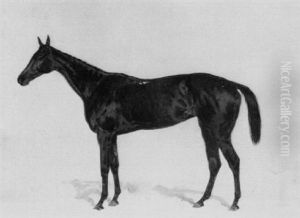 Lord Rosebery's Dark Bay Racehorse "levant"
