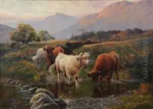 Highland Cattle Watering