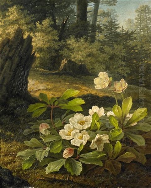 Christrosen Im Wald - view 1