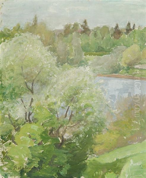Bird Cherries In Bloom - view 1