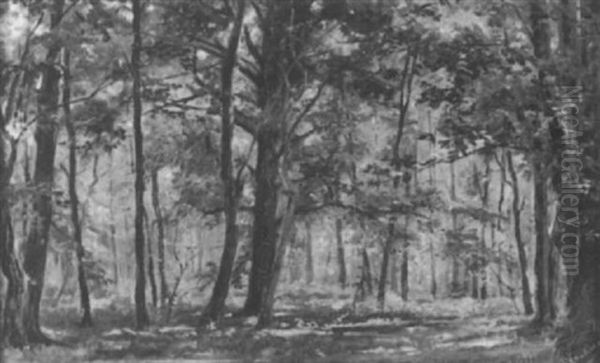 Waldinneres - view 1