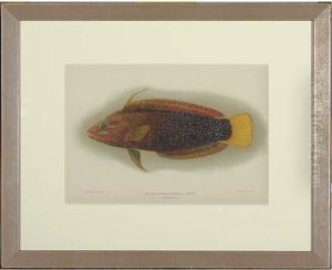 Fish Of The Hawaiian Islands: Six Plates by Samuel Baldwin