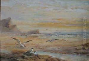 Seagullls On A Beach