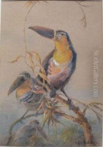 Toucans by Charles Henry C. Baldwyn