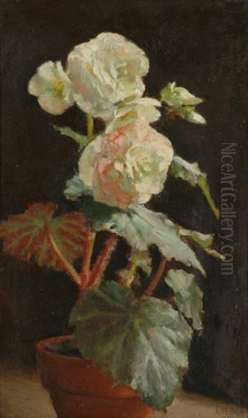 White Begonia - view 1