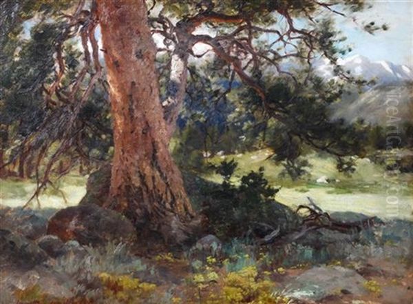 The Old Spruce - view 1