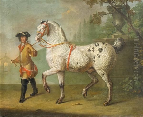 Lipizzanerhengst Mit Krausem Grauen Fell, Prasentiert Von Einem Stallburschen - view 1