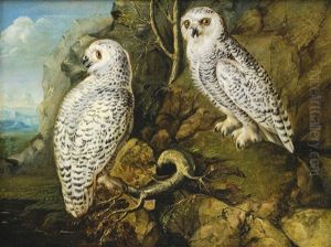 Two Female Snowy Owls In A Mountainous Landscape