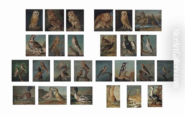 Birds, Including Birds Of Prey, Mallards, Owls, Finches And A Heron (set Of 26 Works) - view 1