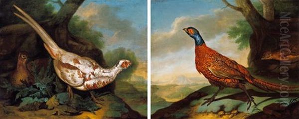 Albino Facan (albino Pheasant) - view 1