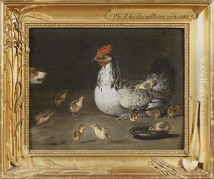 Poule Et Ses Poussins Surpris Par Un Chien