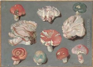 Studies Of Fungi, Including Three Examples Of Pinkish-white Bracket Fungi And Edible Mushrooms by Philipp Ferdinand de Hamilton