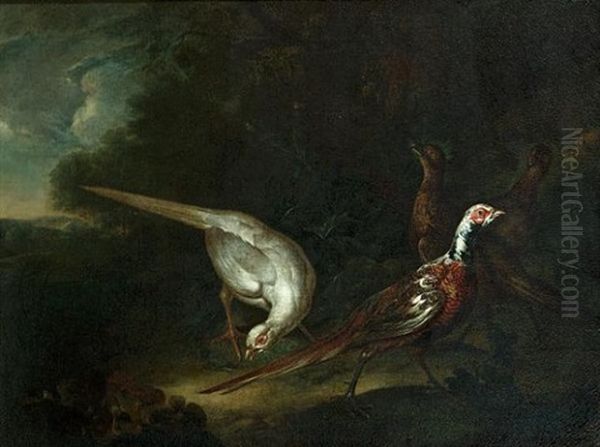 Pheasants In A Wooded Glade - view 1