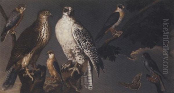 A Pair Of Gyrfalcons Perching On A Branch With A Merlin And Other Falcons And Two Butterflies - view 1