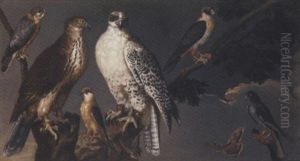 A Pair Of Gyrfalcons Perching On A Branch With A Merlin And Other Falcons And Two Butterflies