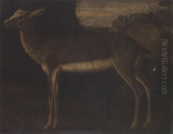 A Hind - view 1