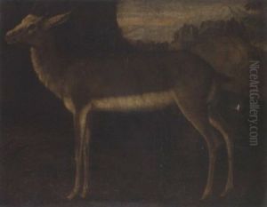 A Hind A Hind
