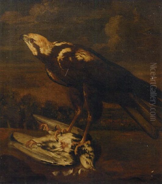 A Falcon With A Dead Pigeon - view 1