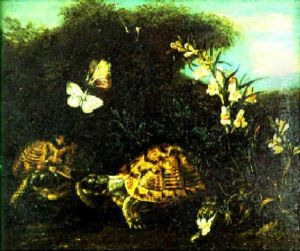 Schildkroten, Schmetterlinge Und Lowenmaul