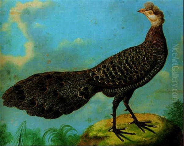 A Grey Peacock Pheasant - view 1