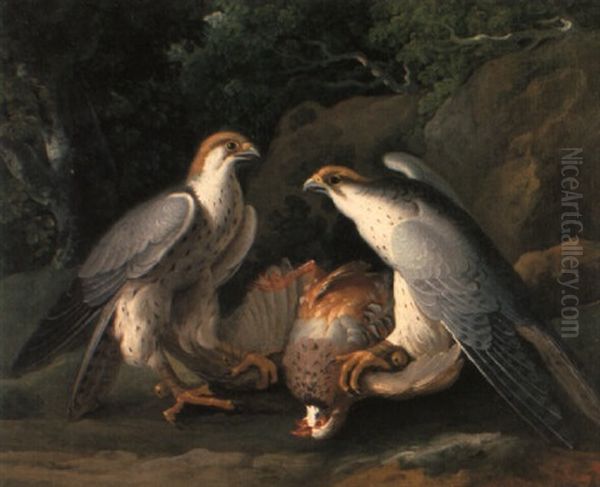 Jagdfalken (falca Rusticalis) Mit Geschlagenem Fasan - view 1