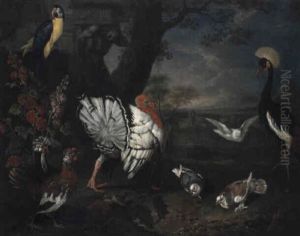 Dindon Et Perroquet Dans Une Basse-cour by Philipp Ferdinand de Hamilton