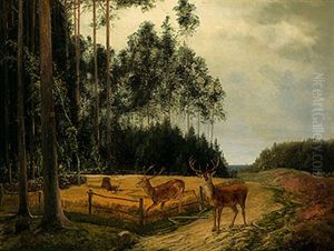 Hirsche Brechen In Ein Weizenfeld Ein