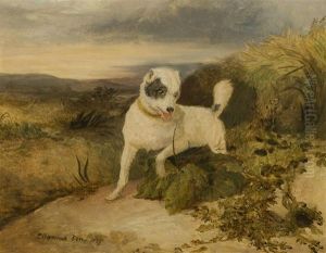 A Border Terrier Rabbiting A Border Terrier Rabbiting