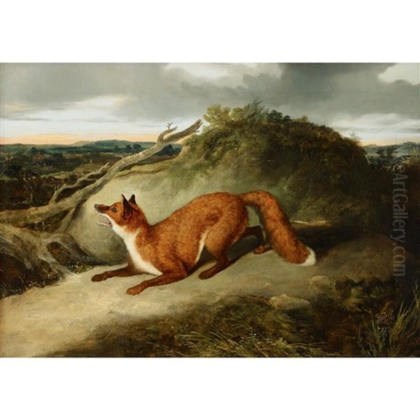 Red Fox - view 1