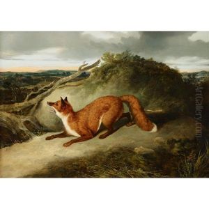 Red Fox
