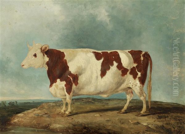 A Durham Heifer - view 1