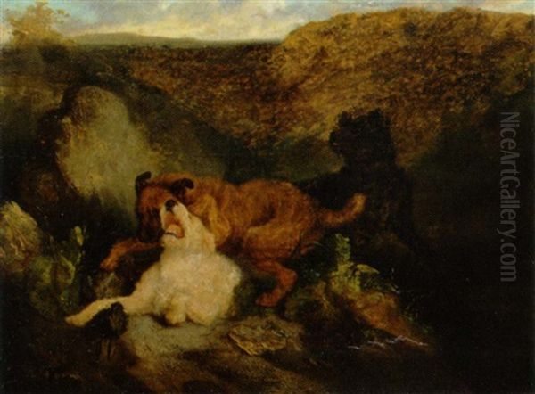 Hunde I Kamp Om Byttet - view 1