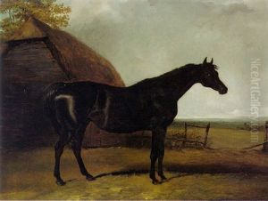 Lottery, A Black Racehorse In A Landscape